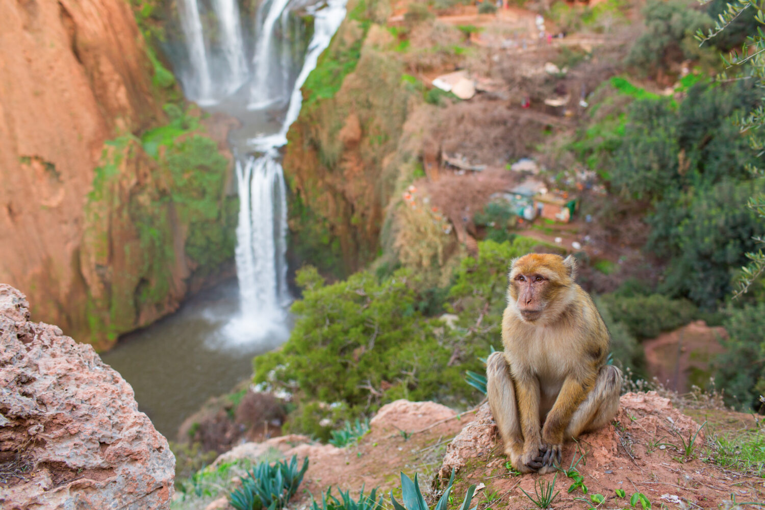 Cascadas de Ouzoud con macacos de Berbería